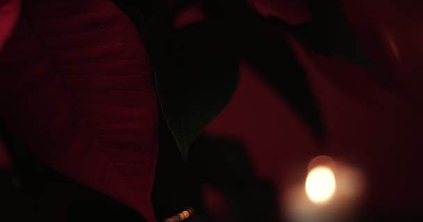 fleur de Noël avec des lumières autour 