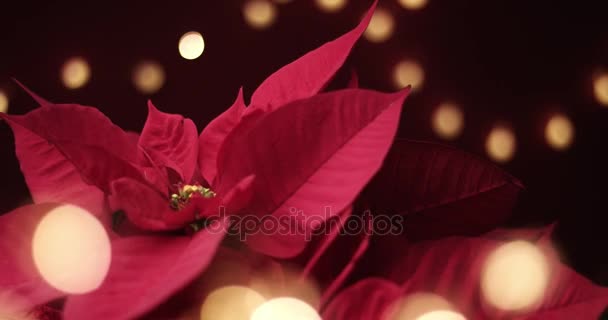 Рождественский цветок с огнями вокруг — стоковое видео