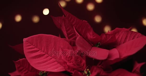 Flor de Navidad con luces alrededor — Vídeo de stock