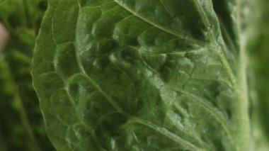 salata closeup hareketi bej renkli arka plan üzerinde bırakır.