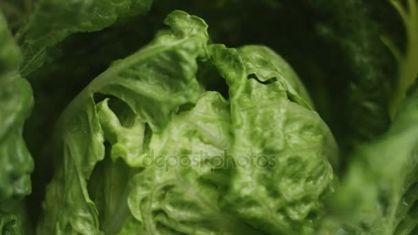 Salade verlaat close-up verkeer op beige achtergrond — Stockvideo