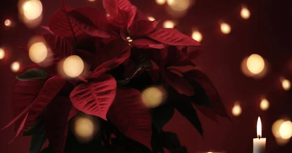 Flor de Navidad con luces alrededor — Foto de Stock