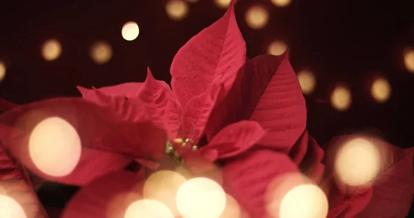 Рождественский цветок с огнями вокруг — стоковое фото