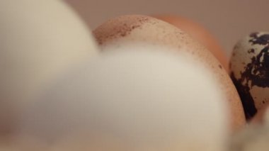 Pan movemet closeup yumurta Bıldırcın yumurta portre