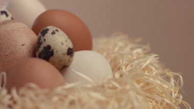 farklı kuşlar bir yuvada haddeleme yumurta