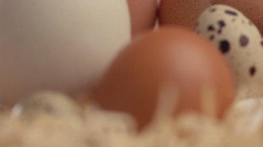 farklı tür bir yumurta