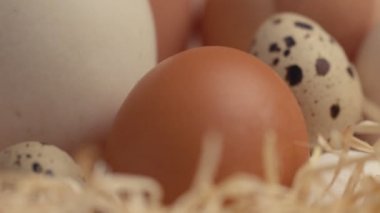 farklı tür bir yumurta