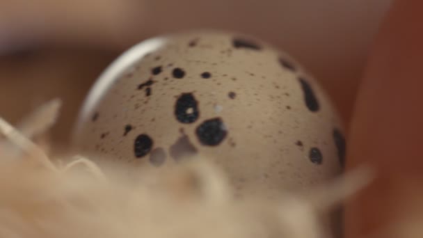 Uovo di quaglia closeuo in movimento pronto a schiudersi — Video Stock