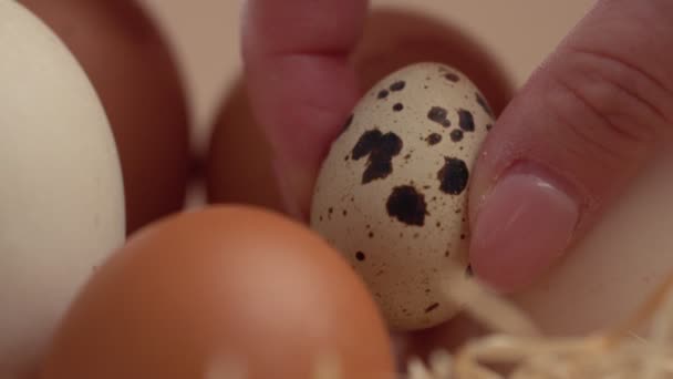 Kvinnans hand sätta en liten vaktelägg till ett annat ägg — Stockvideo