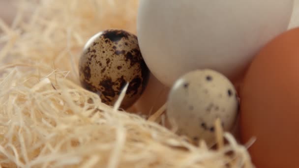 Фокус змінюється від одного перепелиного яйця до іншого — стокове відео