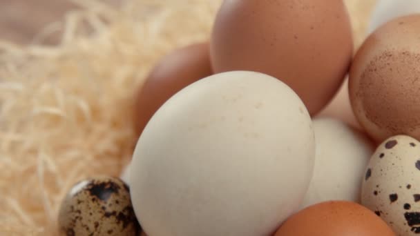Διαφορετικό είδος των αυγών — Αρχείο Βίντεο