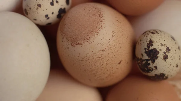 Hnízdo s různými vejci. Velikonoční vejce — Stock fotografie