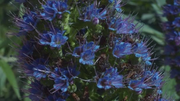 Fleurs dans le parc printanier gros plan avec des abeilles qui se — Video