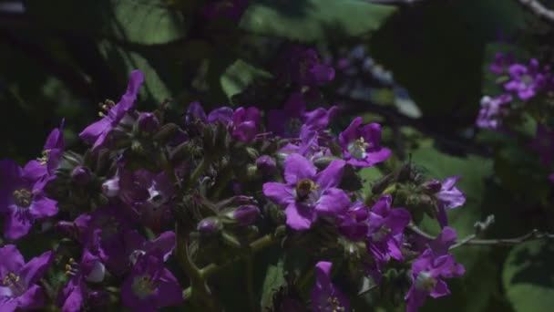 Blommor i vår park närbild med bina fying runt — Stockvideo