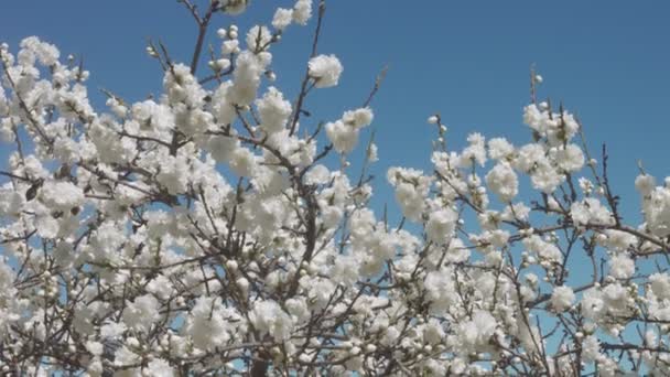 꿀벌과 푸른 하늘에 나무에 하얀 꽃 — 비디오