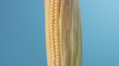 mavi zemin üzerine mısır mısır koçanı