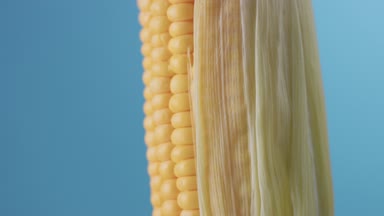 mavi zemin üzerine mısır mısır koçanı