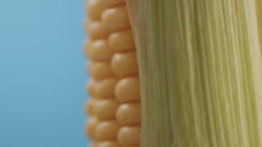 mavi zemin üzerine mısır mısır koçanı