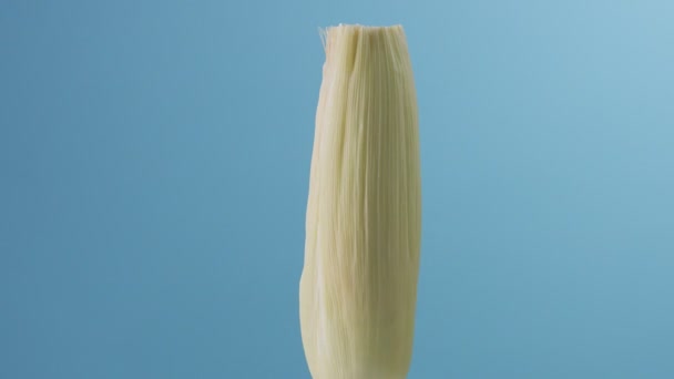 Corn cob on blue background — Stock Video