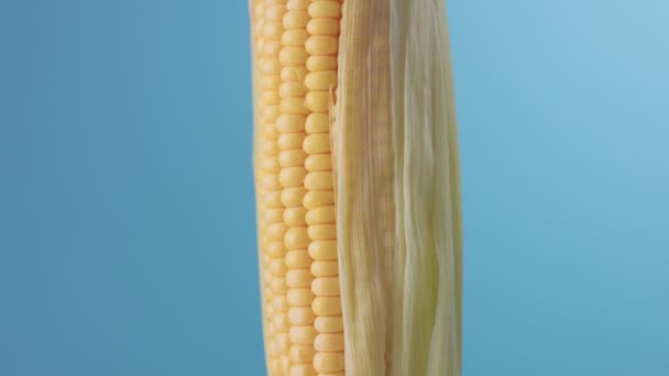 Кукурудзяний коб на синьому фоні — стокове відео
