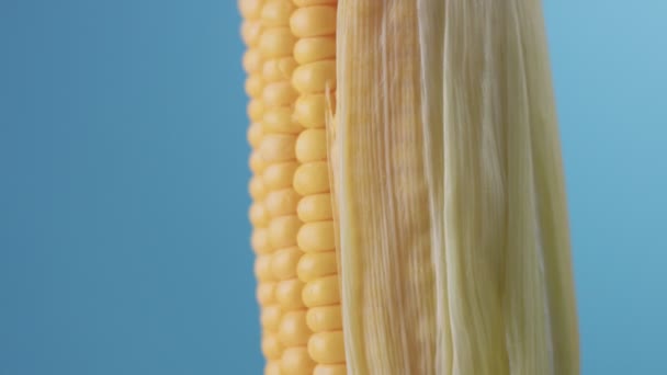 Corn cob on blue background — Stock Video