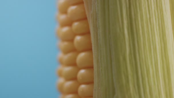 Corn cob on blue background — Stock Video