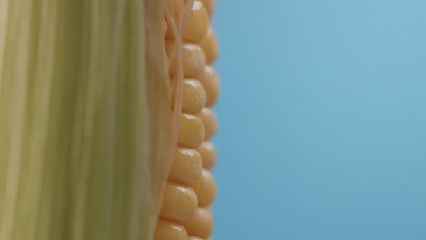 Corn cob on blue background — Stock Video