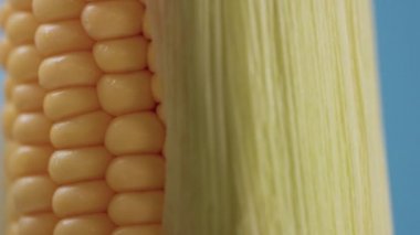 mavi zemin üzerine mısır mısır koçanı