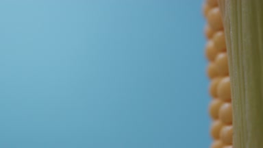 mavi zemin üzerine mısır mısır koçanı