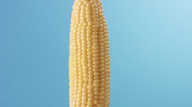 mavi zemin üzerine mısır mısır koçanı