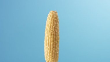 mavi zemin üzerine mısır mısır koçanı