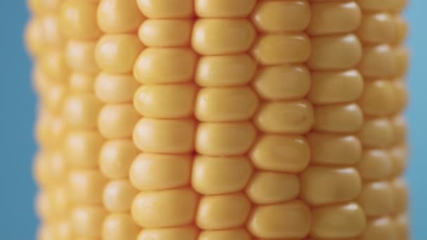 Kukorica a cob a kék háttér — Stock videók