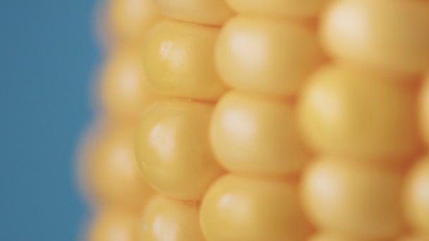 Mazorca de maíz sobre fondo azul — Vídeo de stock