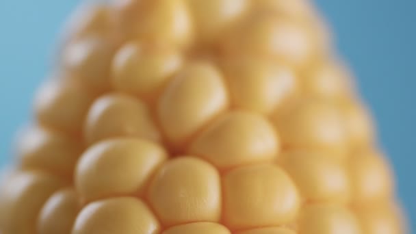 Mazorca de maíz sobre fondo azul — Vídeos de Stock