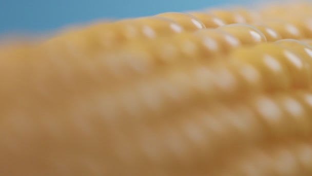 青の背景にトウモロコシの穂軸 — ストック動画