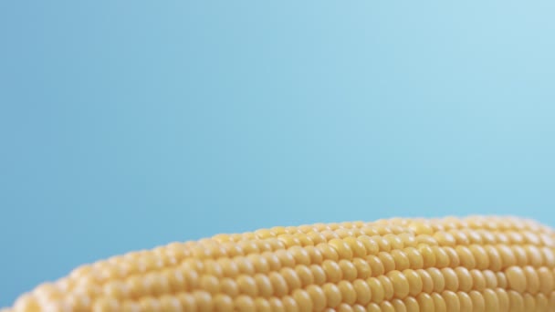Mazorca de maíz sobre fondo azul — Vídeos de Stock