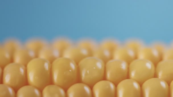 Corn cob on blue background — Stock Video