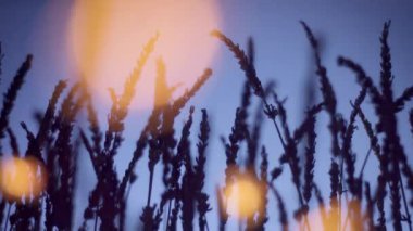 Derin menekşe arkaplanda lavanta silueti ve ön planda mavi bokeh ışığı.