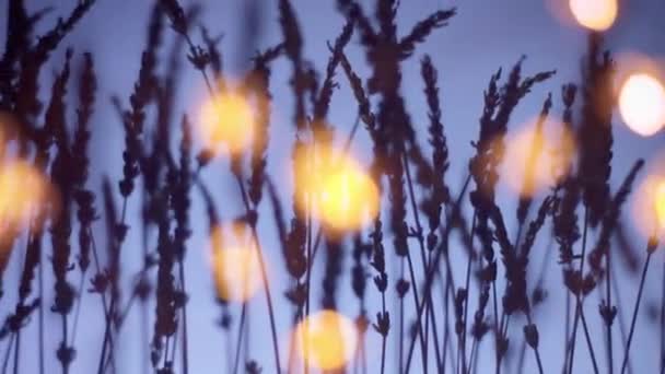 Levandulová silueta na hlubokém fialovém pozadí s rozmazaným bokeh světlem na popředí — Stock video