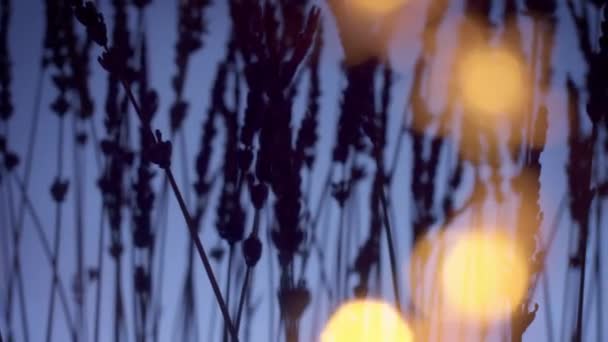 Λεβάντα σιλουέτα σε βαθύ βιολετί φόντο με blured bokeh φως σε πρώτο πλάνο — Αρχείο Βίντεο
