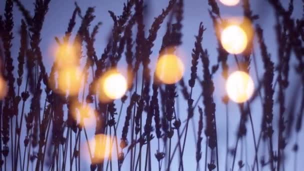 Lavender silhuett på djup violett bakgrund med blured bokeh ljus på förgrunden — Stockvideo