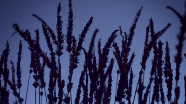 Silueta de lavanda sobre fondo violeta profundo con luz bokeh borrosa en primer plano — Vídeos de Stock