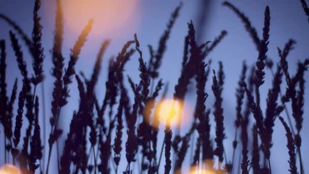 Lavender silhouette on deep violet background with blured bokeh light on foreground — Stock Video