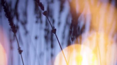 Derin menekşe arkaplanda lavanta silueti ve ön planda mavi bokeh ışığı.