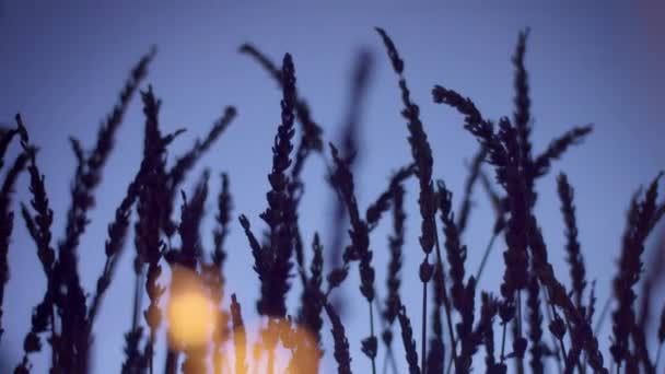 Silhueta de lavanda em fundo violeta profundo com luz bokeh azul em primeiro plano — Vídeo de Stock