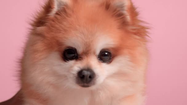 Closeup portrait of old redhead pomeranian dog — Stock Video