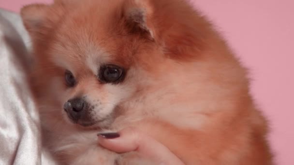 30s brunette woman with her pet dog makes a facial mask routine — Stock Video