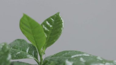 Arap kahve fabrikası yapraklara yakın çekim yapıyor ve 120 fp 'den yavaş çekimde su düşüyor.