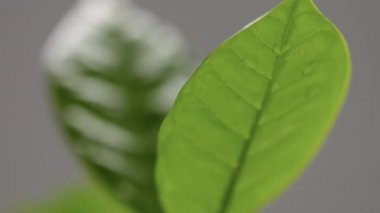Arap kahve fabrikası yeni yaprakları kapatıyor ve hareketi eğiyor
