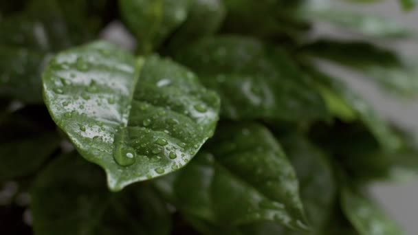 Arabiska kaffe växt närbild av blad med droppar vatten faller på den — Stockvideo